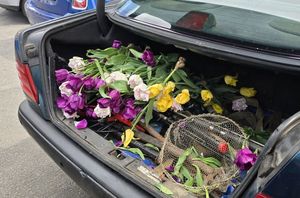 Amator tulipanów z miejskiej rabaty usłyszał zarzut