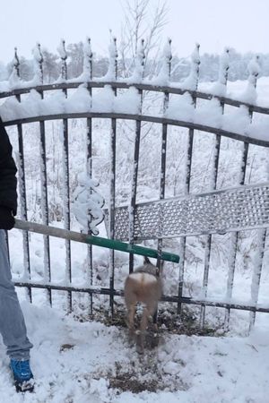 Policjanci z Kruszyna uwolnili sarnę uwięzioną w ogrodzeniu